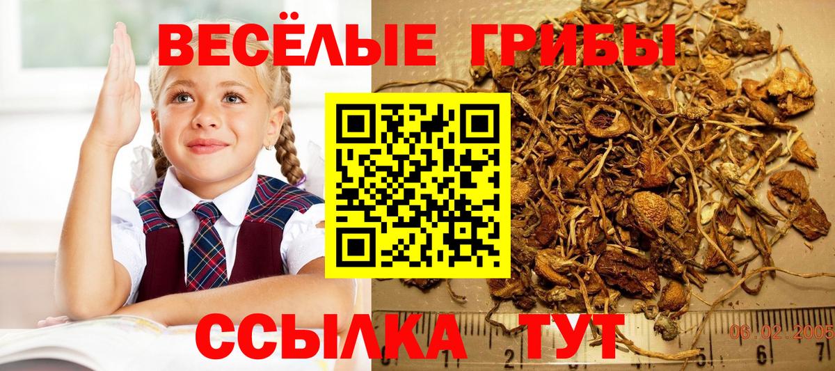 Псилоцибиновые грибы Cubensis  Вход с VPN  Шадринск  Псилоцибиновые грибы MAGIC MUSHROOMS 